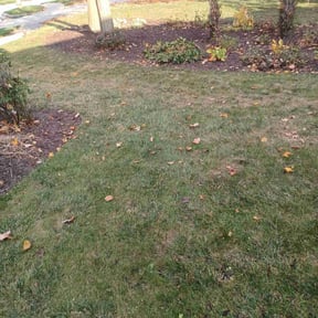 Leaf Removal by M&M Lawn Care reviewed on June 9, 2022