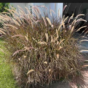 Bush Trimming by OC Lawn Care Services reviewed on June 13, 2025