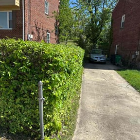 Bush Trimming by Sami lawn service,,, reviewed on July 6, 2022