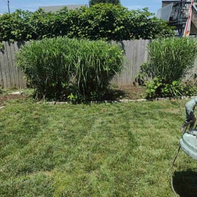 Bush Trimming by After Care Express SVC reviewed on April 5, 2022