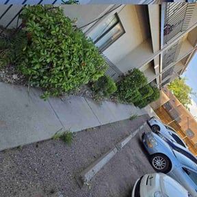 Bush Trimming by Blue hat NM reviewed on November 27, 2024