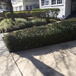 Bush Trimming by Orlando Palms reviewed on July 6, 2025