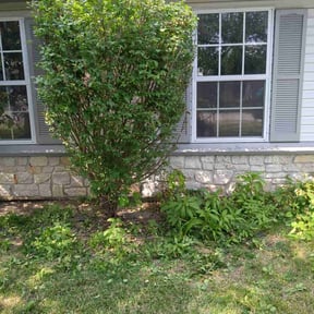 Bush Trimming by A Closer Look Residential Inspections LLC reviewed on May 31, 2022
