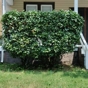 Bush Trimming by Sir James Services reviewed on August 12, 2025