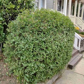 Bush Trimming by Penneys landscape reviewed on August 26, 2021