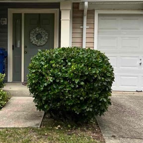 Bush Trimming by Burnett Landscaping reviewed on February 27, 2024