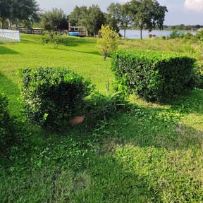 Bush Trimming by Superior lawn maintenance reviewed on July 11, 2022