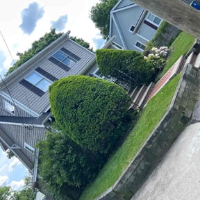 Bush Trimming by Jkg law care reviewed on May 9, 2022