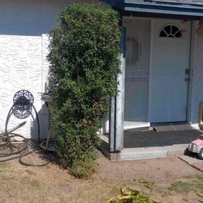 Bush Trimming by Smiley's Landscaping LLC reviewed on August 11, 2025