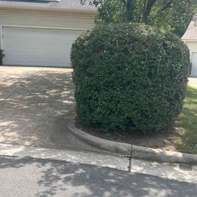 Bush Trimming by Royal Scenery LLC reviewed on August 1, 2022