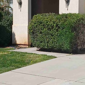 Bush Trimming by Parker Landscape & Maintenance reviewed on July 7, 2022