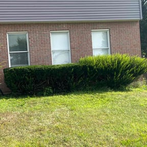 Bush Trimming by Armed and Ready Services reviewed on June 4, 2025