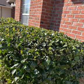 Bush Trimming by Boyd&#039;s Buzzin Landscaping reviewed on August 9, 2025
