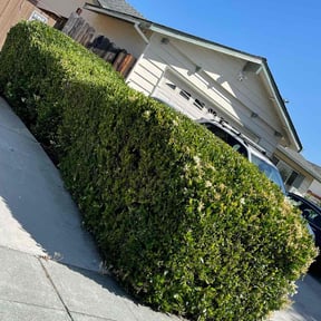 Bush Trimming by Cw lawncare LLC reviewed on May 14, 2022