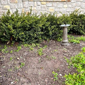 Cleanups by Bert's Landscaping and Propery Mantienance reviewed on May 7, 2022