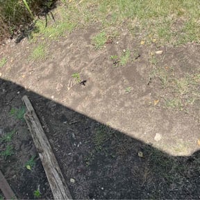 Leaf Removal by Mr. Mows It All reviewed on December 21, 2024