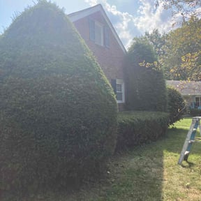 Bush Trimming by Moseley and Son LLC reviewed on October 21, 2021