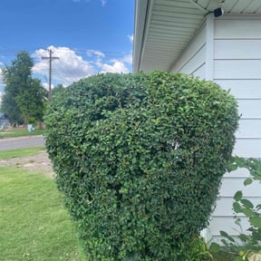 Bush Trimming by D&k Taylor lawn care reviewed on November 3, 2021