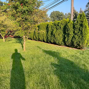 Bush Trimming by JDB Landscaping Services reviewed on November 7, 2024