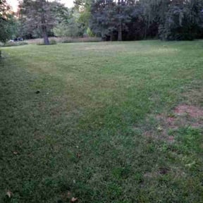 Bush Trimming by Dels Mow, Blow, and snow removal reviewed on July 7, 2025