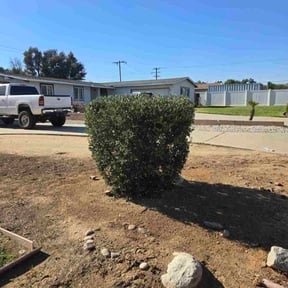 Bush Trimming by Moes Home Preservations reviewed on June 24, 2025