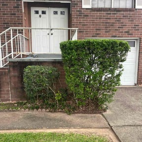 Bush Trimming by Javan Lopez reviewed on February 18, 2025