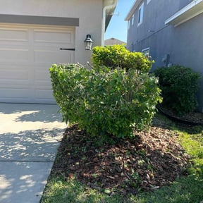 Bush Trimming by Olsen Landscape Services Inc reviewed on June 16, 2022