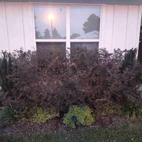 Bush Trimming by Happy homes, cleaning and detailing reviewed on July 9, 2025