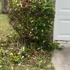 Bush Trimming by 3DM reviewed on March 2, 2022