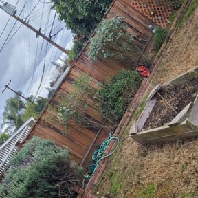 Bush Trimming by Mow it  &amp; Blow itio reviewed on August 21, 2024