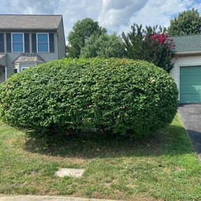 Bush Trimming by B&SS reviewed on August 27, 2021