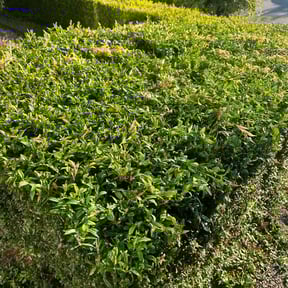 Bush Trimming by Untouchables lawncare reviewed on June 13, 2022