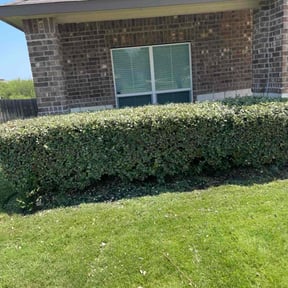 Bush Trimming by Grasman LLC reviewed on April 18, 2025
