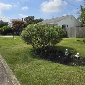 Bush Trimming by Lanes landscaping and tree trimming reviewed on June 21, 2022
