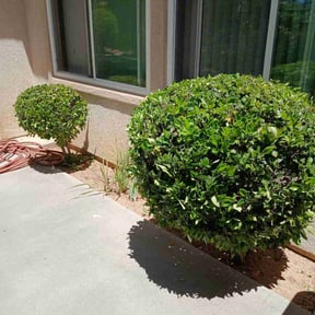 Bush Trimming by Payless Concrete LLC reviewed on July 28, 2022