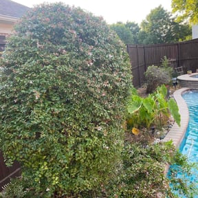 Bush Trimming by Texas Prime Landscaping reviewed on October 18, 2024