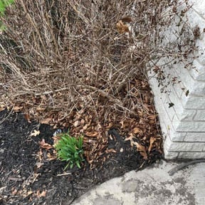 Leaf Removal by Brisco Property Management reviewed on March 23, 2022