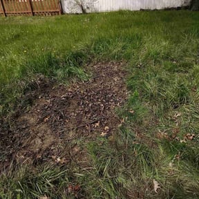 Leaf Removal by Gants lawn care reviewed on June 24, 2022