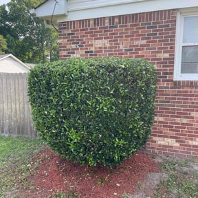 Bush Trimming by LELC, LLC reviewed on June 7, 2025