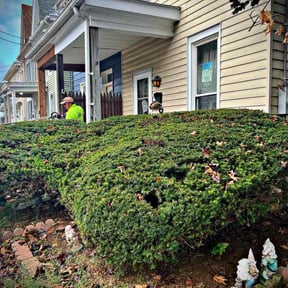 Bush Trimming by Acater reviewed on June 17, 2022