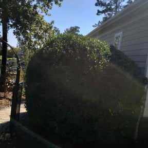 Bush Trimming by Cypress Lawn and Landscape reviewed on July 29, 2022