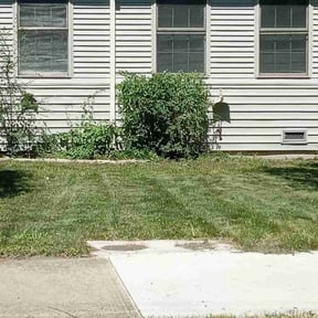 Bush Trimming by The Grass Krew reviewed on September 3, 2024