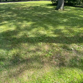 Leaf Removal by Green Ranch Lawncare and Pressure Washing reviewed on July 16, 2022