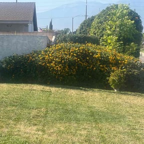 Bush Trimming by Crutchfield Property Maintenance reviewed on April 29, 2022