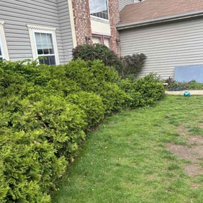 Bush Trimming by Ridgewood Landscape Management llc. reviewed on May 23, 2022