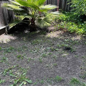 Bush Trimming by Green landscaping LLc reviewed on July 26, 2022