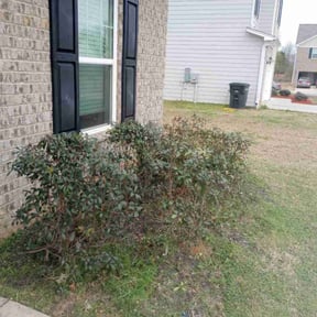 Bush Trimming by K&N Lawncare and Power wash reviewed on April 19, 2025