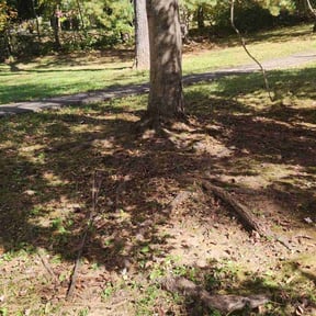 Leaf Removal by Mottlawns reviewed on May 3, 2025