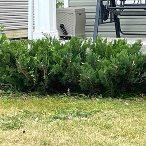 Bush Trimming by Greenblade Mowing reviewed on November 6, 2024