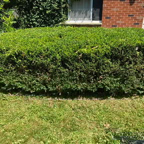 Bush Trimming by G&C lawn care reviewed on October 17, 2020